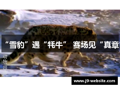 “雪豹”遇“牦牛” 赛场见“真章”